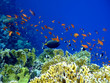 Underwater landscape with Scalefin Anthias and Surgeonfish.