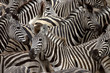 Foto: zebras 2 zebras 2