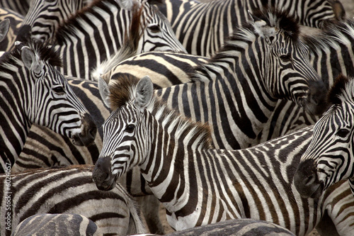 zebras 2