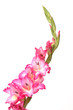 Pink and White Gladiola Pink and White Gladiola