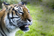 Snarling tiger