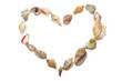 Set of seashell  in the form of heart on white