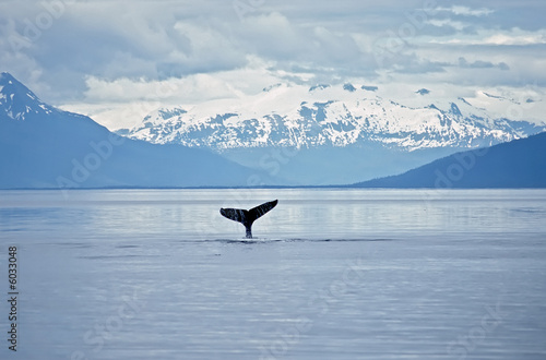 Foto: Humpback whale sounding. Frederick Sound SW Alaska. Humpback whale sounding. Frederick Sound SW Alaska.