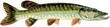 Brochet Brochet