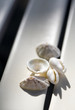 Seashells with shadows on the beach chair