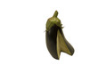 Aubergine