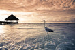 tropical beach