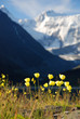 Photo: Yellow maquis, mountain landscape, Altai, Russia Yellow maquis, mountain landscape, Altai, Russia