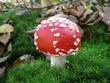 Fliegenpilz
