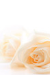 Floral background of two delicate high key beige roses Floral background of two delicate high key beige roses