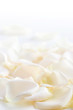 Abstract background of fresh white rose petals Abstract background of fresh white rose petals