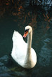 swan