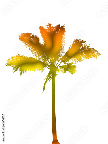 Illustration : dessin de cocotier couleurs dessin de cocotier couleurs