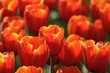 red tulip field