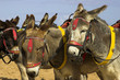 Donkeys At A U.K. Holiday Resort