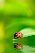 Ladybug on a leaf reflected on water Ladybug on a leaf reflected on water