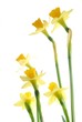 close-up of yellow spring daffodils against white background close-up of yellow spring daffodils against white background