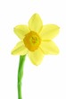 close-up of yellow spring daffodils against white background close-up of yellow spring daffodils against white background