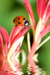 Ladybug on a flower reflected on water