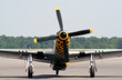Intimidating Mustang