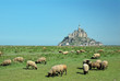 Mont Saint-Michel and lambs - France - Europa Mont Saint-Michel and lambs - France - Europa