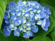 jeune bouquet d'hortensia bleu
