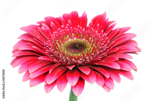 Foto: Blume Blume