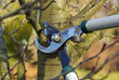Baum verschneiden 04 Baum verschneiden 04