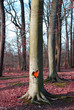 St valentin