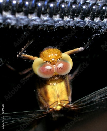 beautiful and colourful compound eyes of dragonfly beautiful and colourful compound eyes of dragonfly
