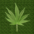 cannabis