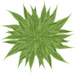 cannabis