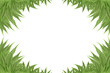 cannabis
