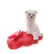 A cute little dog in a heart shaped box for a holiday A cute little dog in a heart shaped box for a holiday