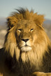 A closeup portrait of a beautiful African lion.