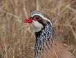 Perdrix rouge Perdrix rouge