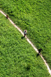 walk