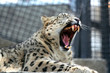 The Snow Leopard from Moscow Zoo