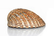 Strand-Andenken Strand-Andenken