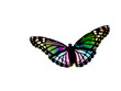 papillon