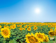 Field of sunflowers on a background of the blue sky.
