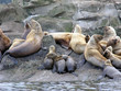 Stellar Sea Lion Pups 1 Stellar Sea Lion Pups 1