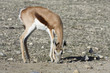 antilope