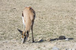 antilope