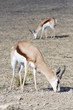 antilope