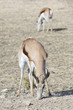 antilope