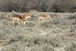 antilopes
