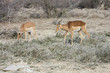 antilopes