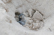birthday: leatherback sea turtle