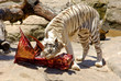 white bengal tiger feeding meat near water and stones